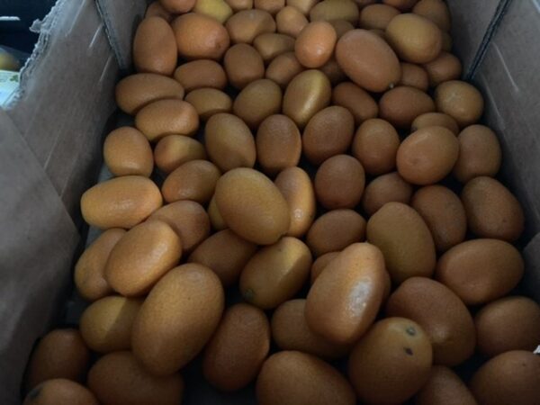 Kumquats1